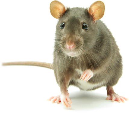 The Creepy Mice That Exterminators Handle: A Comprehensive Guide