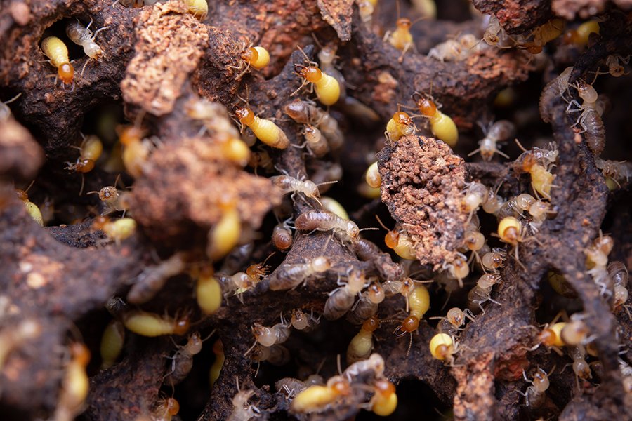 From Detection to Destruction: The Exterminator's Guide to Eliminating Termites
