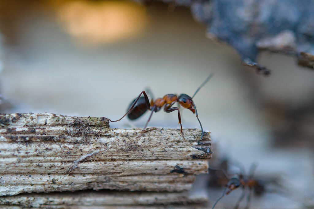 Ant Control in Maryland: A Comprehensive Guide by Bug Squashers