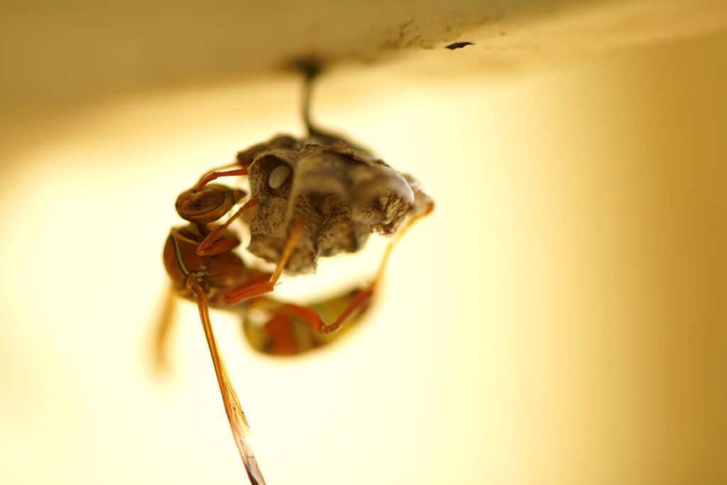 Wasp Control In Maryland: All You Need to Know