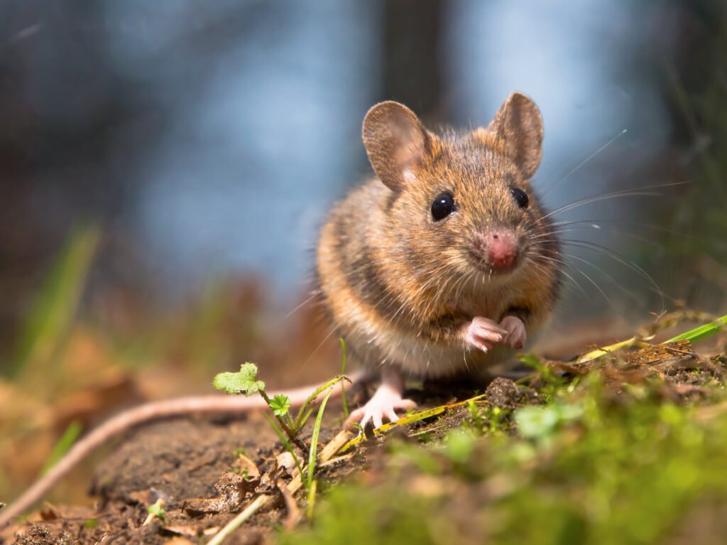 The Comprehensive Guide to Mice & Rat Removal in Maryland
