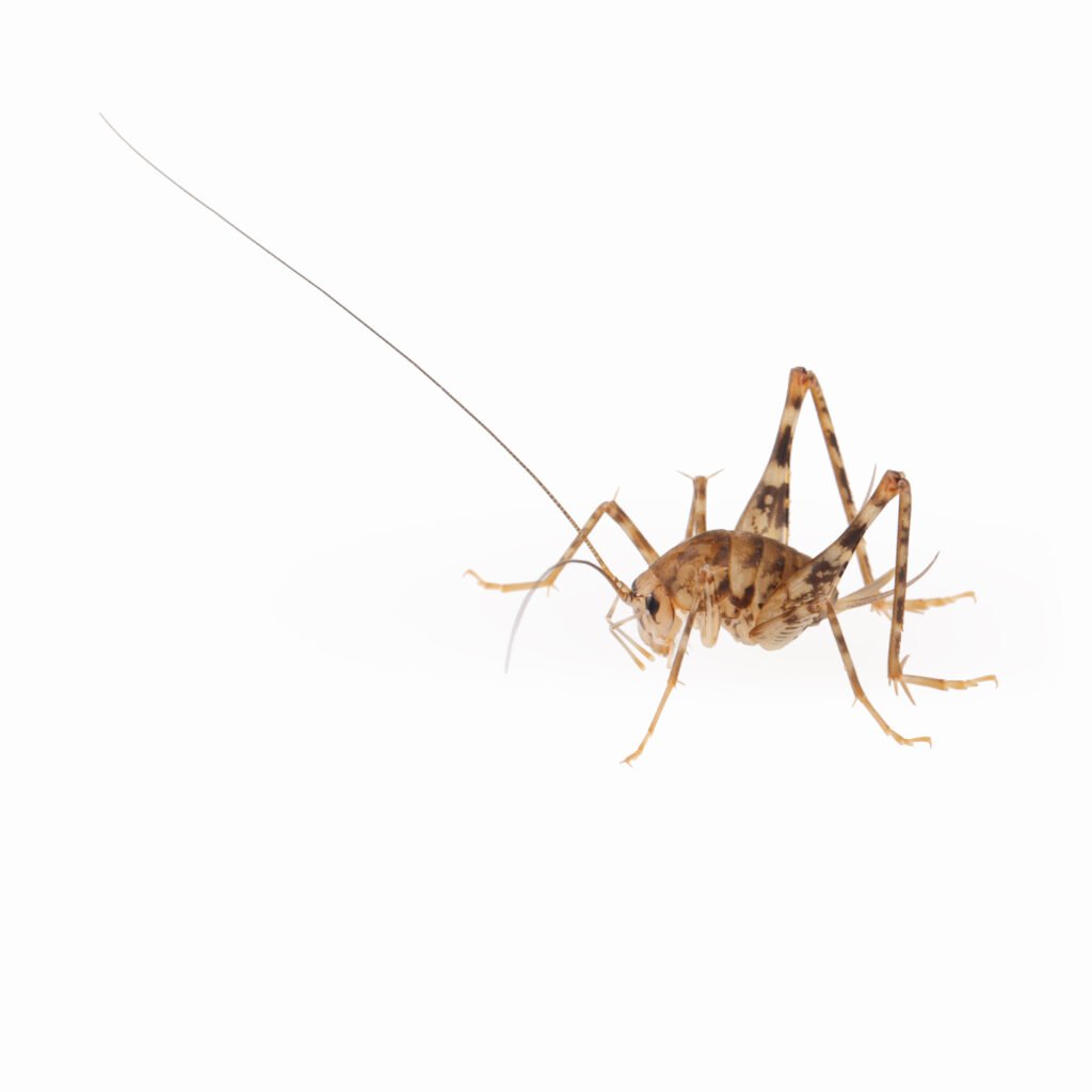 Tackling Sprickets in Maryland: Your Ultimate Guide to Effective Spricket Control