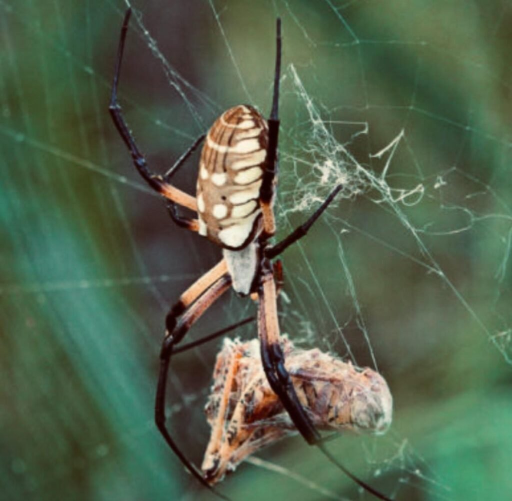 Why Hire Bug Squashers to Fight Against Spider Infestation in Maryland