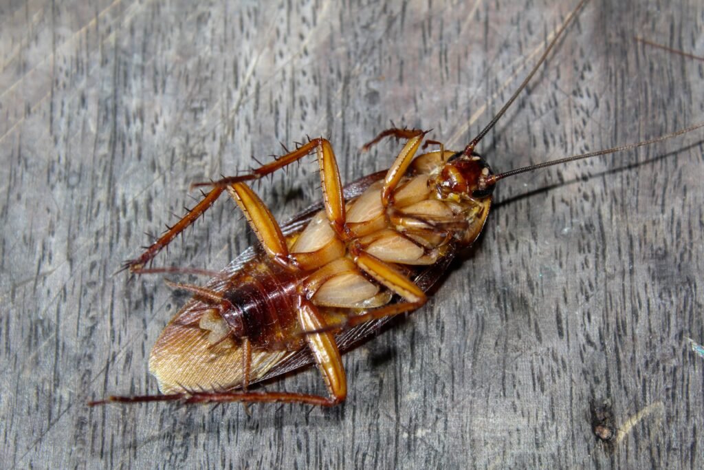 Roach Control in Maryland: Expert Solutions by Bug Squashers