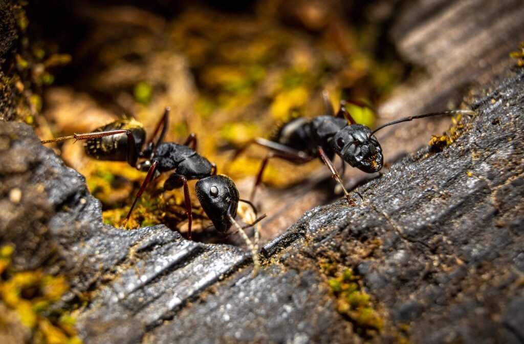 Ant Control Services in Maryland: Your Ultimate Solution with Bug Squashers