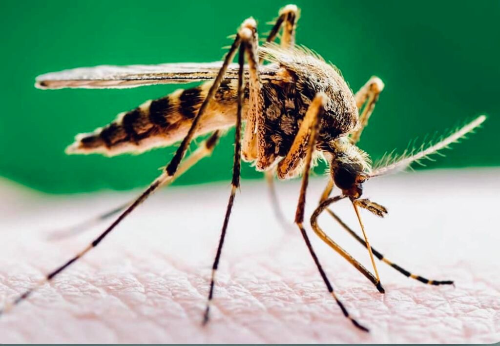 Mosquito Control in Maryland: A Necessity Beyond the Equinox