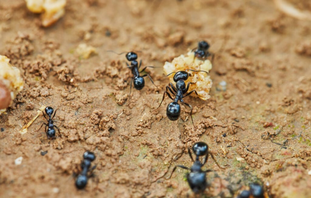 The Importance of Professional Ant Control Services in Maryland