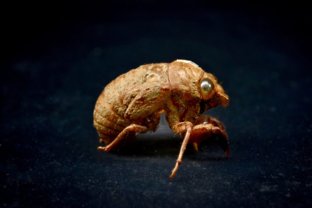 Flea Control: What Bug Squasher's Exterminators Do
