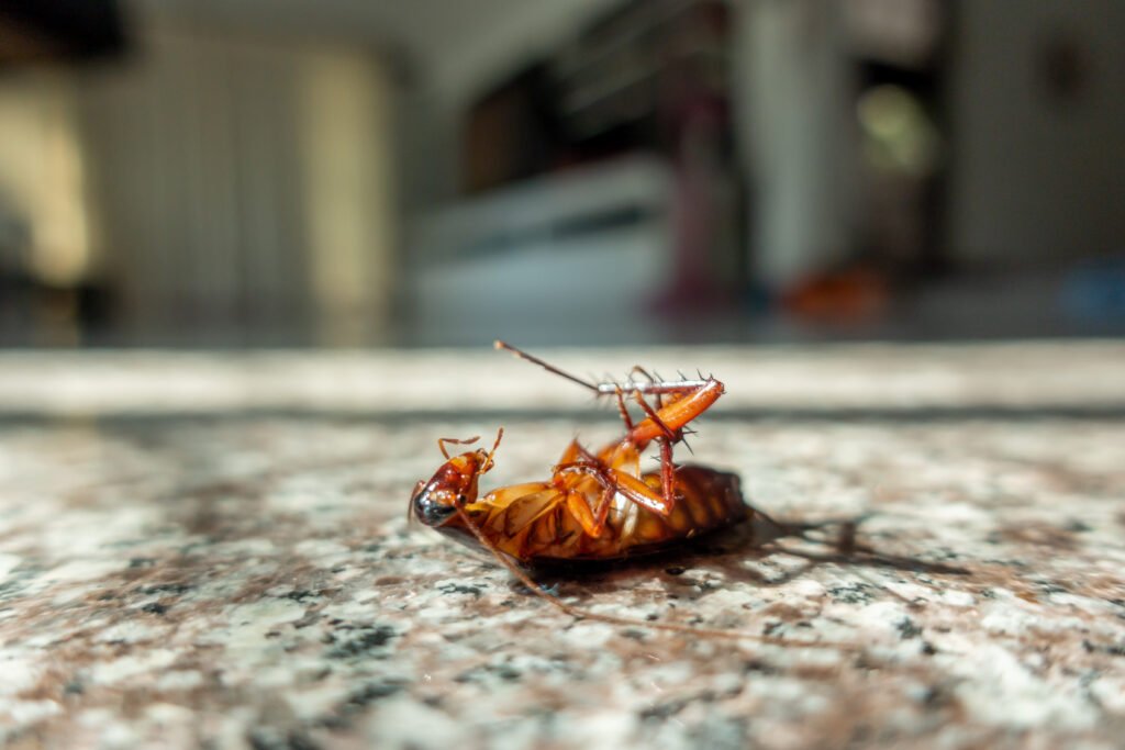 Effective Roach Control: Keep Your Home Roach-Free with Bug Squasher's Professional Extermination Services