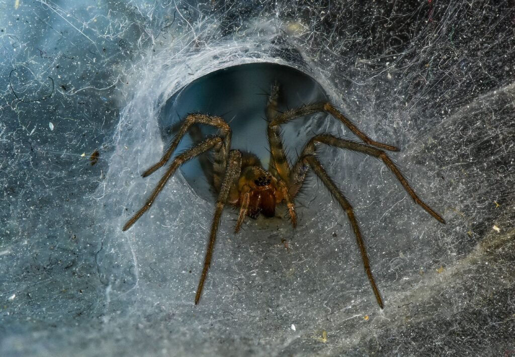 Spooky Season Is Here: How to Keep Your Home Safe From Spiders This Halloween