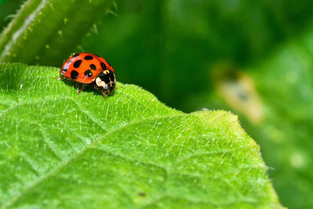 Ladybugs and Boxelder Bugs: How Bug Squasher Keeps Your Annapolis Home Pest-Free