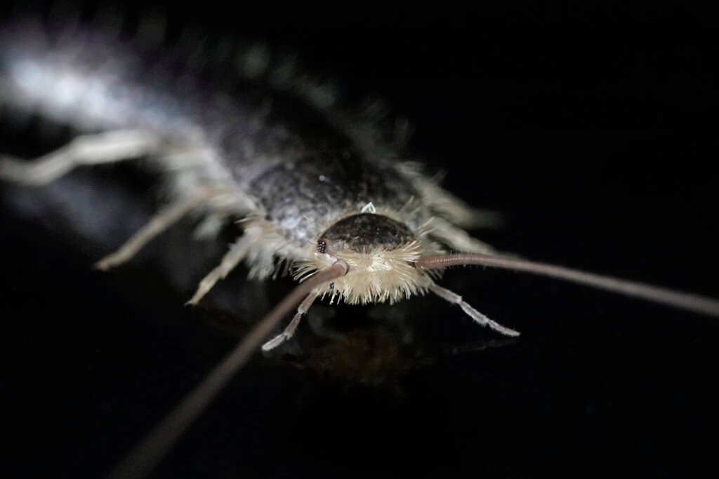 Silverfish Prevention in November: Keep Your Home Pest-Free with Bug Squasher’s Expert Solutions