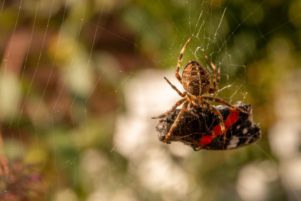 Keeping Spiders Out of Your Annapolis Home This Winter